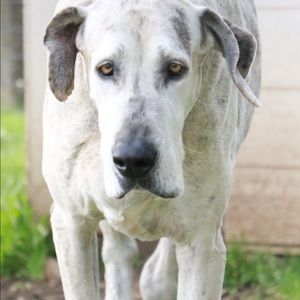 Meet your Posher, Darla